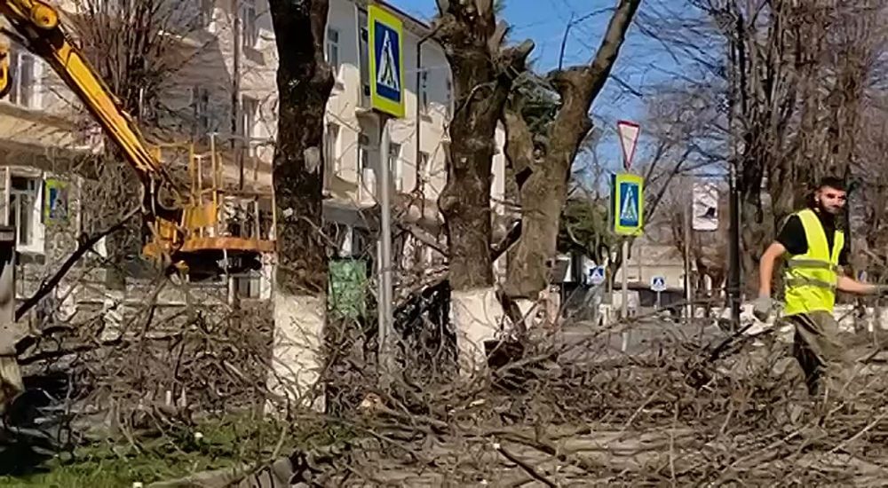 В центре Цхинвала продолжается вырубка старых деревьев