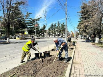 На Театральной площади Цхинвала высадили часть молодых кленов, которые сформируют новую зеленую зону