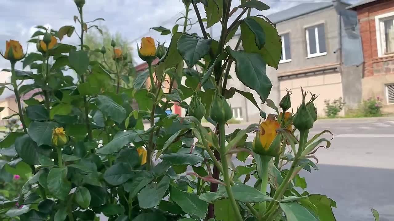 Доброе утро, дорогие подписчики!