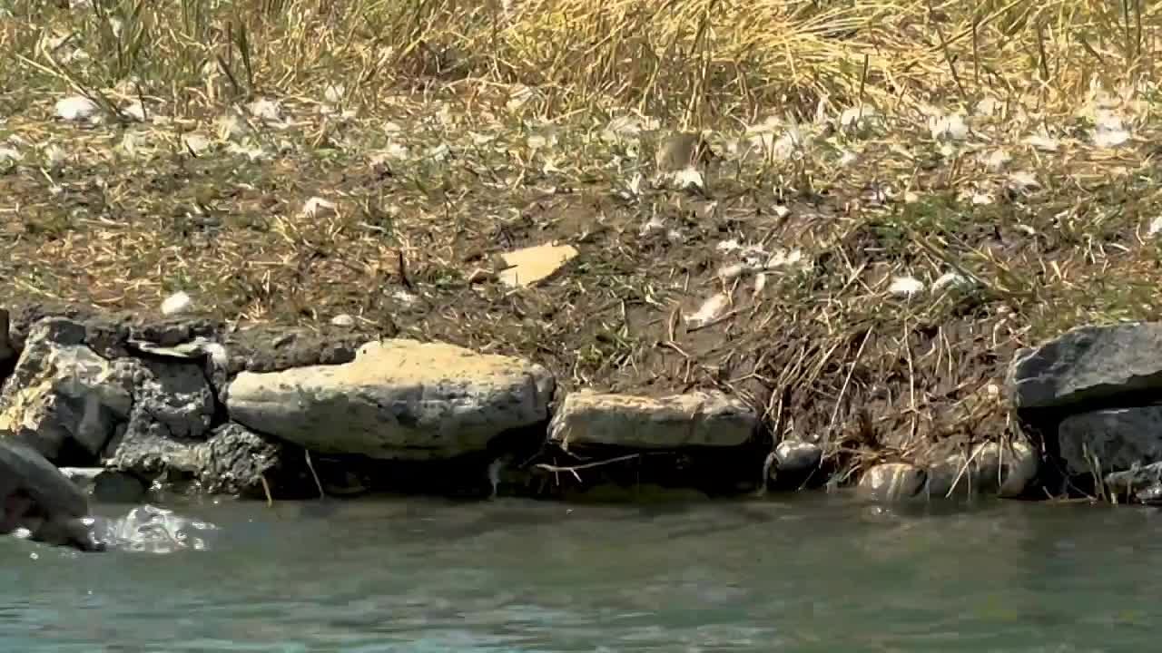 В парке имени Хубулова произошло радостное событие – в обновленный водоем выпустили сразу четыре белоснежных лебедя