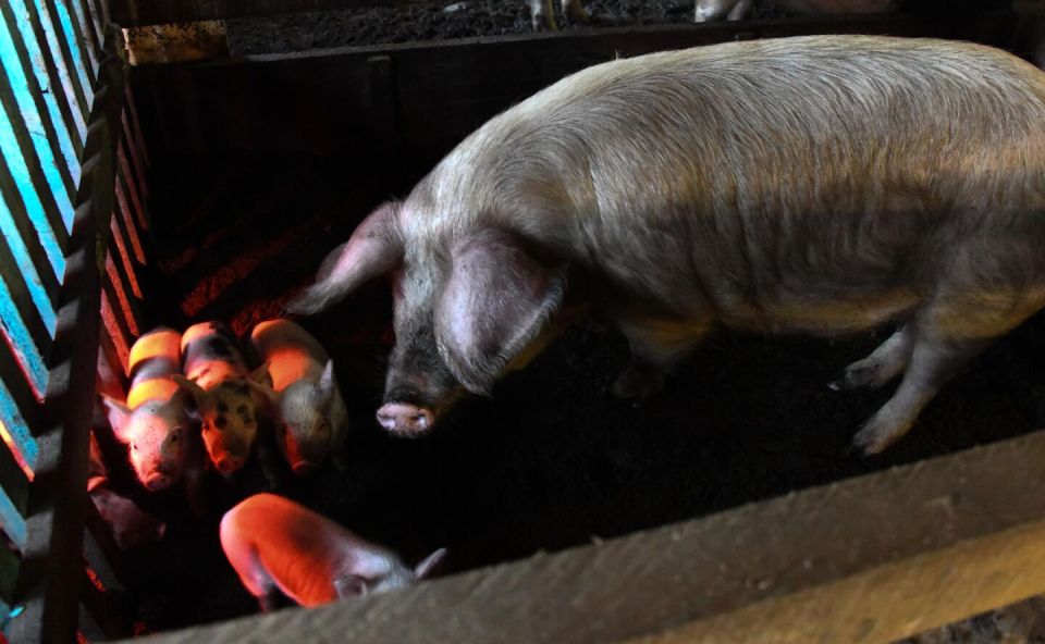 В Квайсе зафиксирована массовая гибель свиней из-за африканской чумы
