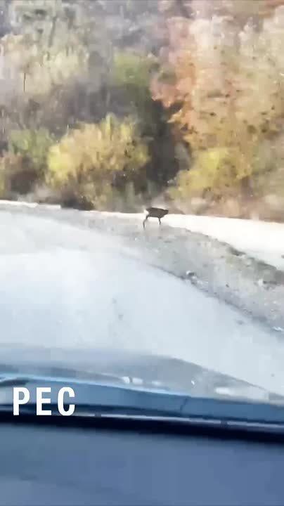 Южная Осетия. Дорога в Ленингор