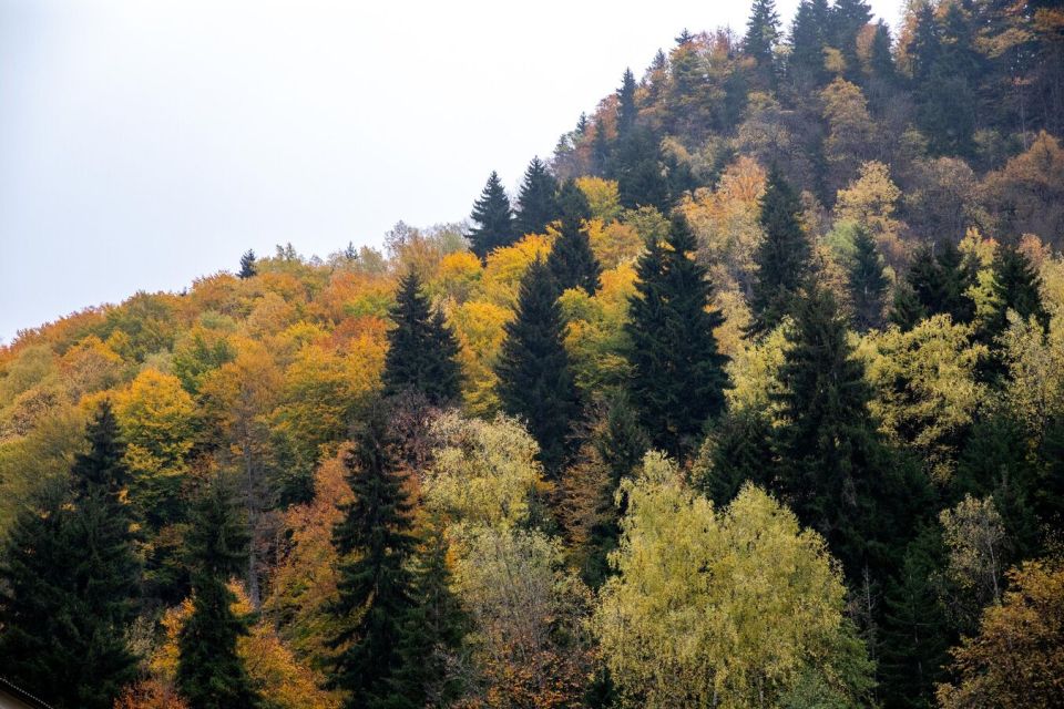 В Северной Осетии за четыре года высадили миллион деревьев