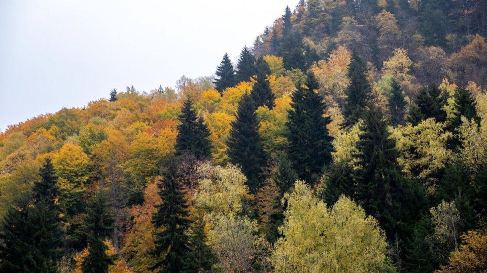 Миллион деревьев высадили в Северной Осетии за четыре года