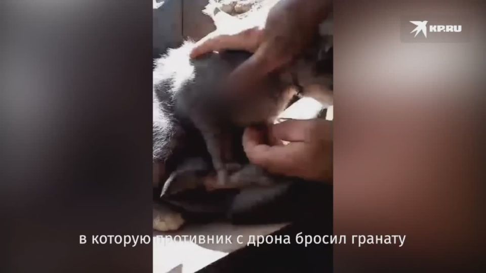 Владимир Бекоев и кошка по кличке "Талисман", которая спасла ему жизнь на передовой