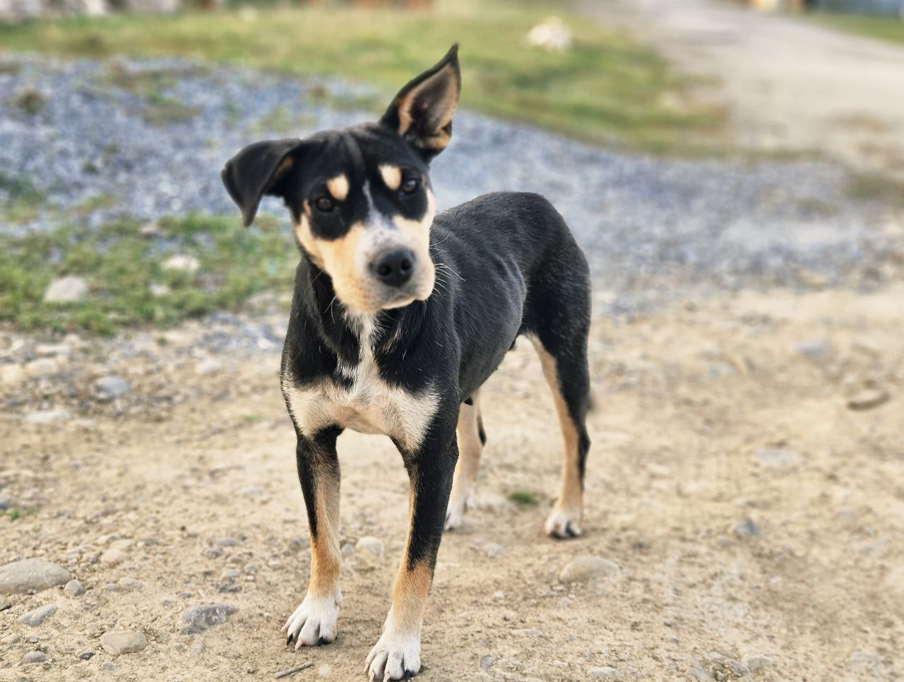 За последнюю неделю 6 приютских собак обрели любящих хозяев в Северной Осетии