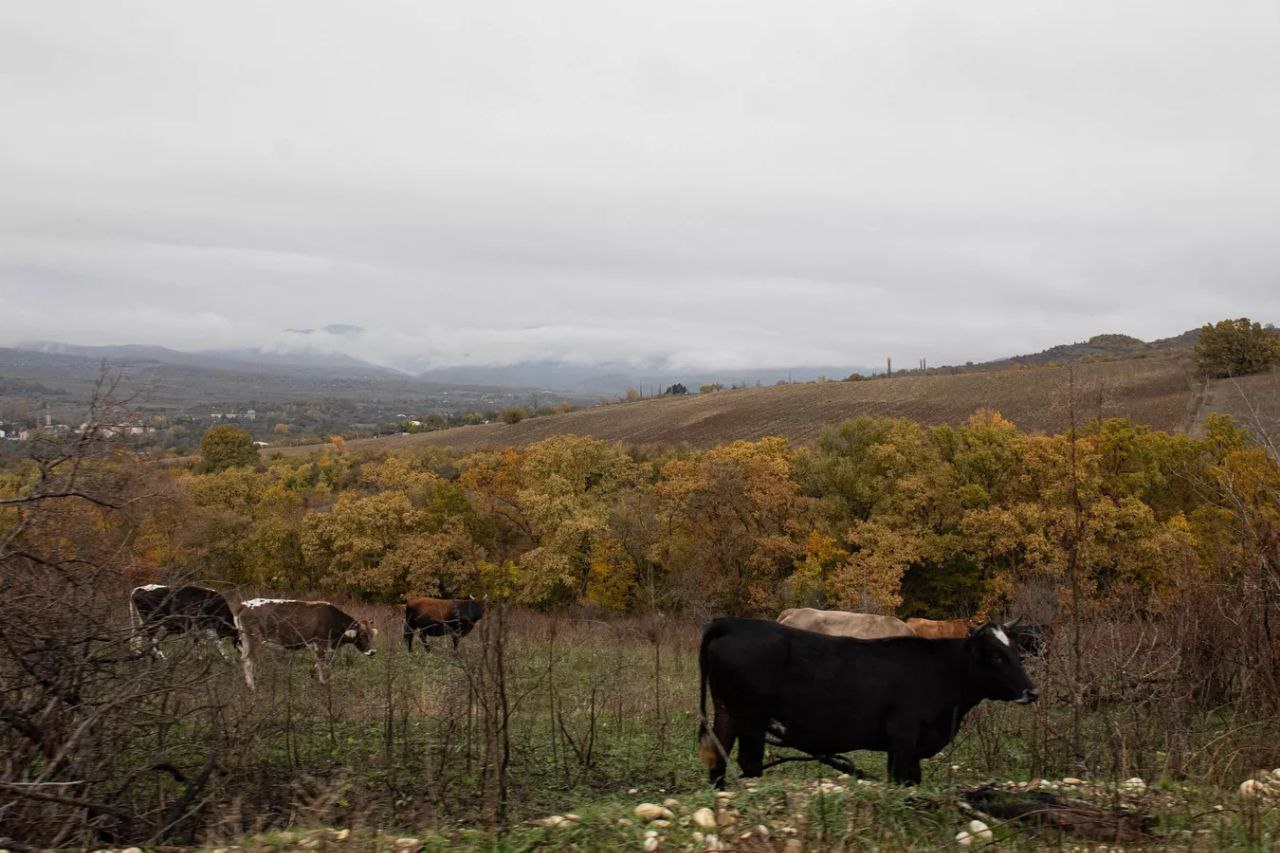 Доброе утро, друзья!. Сегодня в Осетии синоптики прогнозируют  облачность и дождь