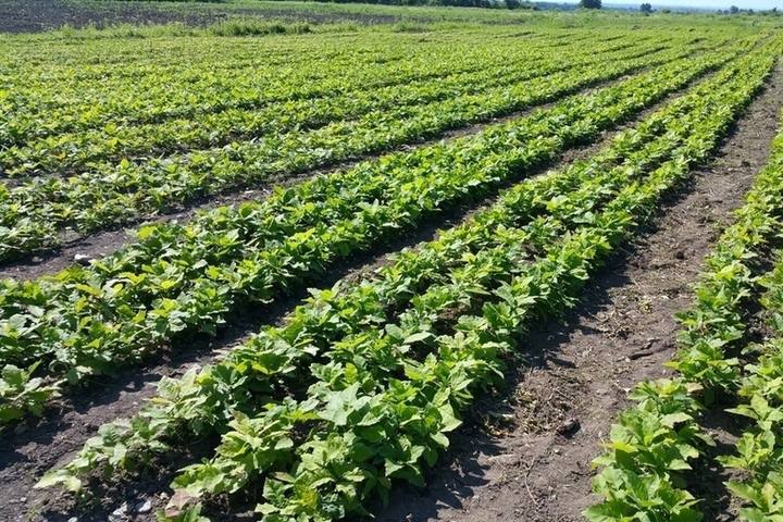 Лесоводы Северной Осетии заготовили 700 кг семян лесных растений