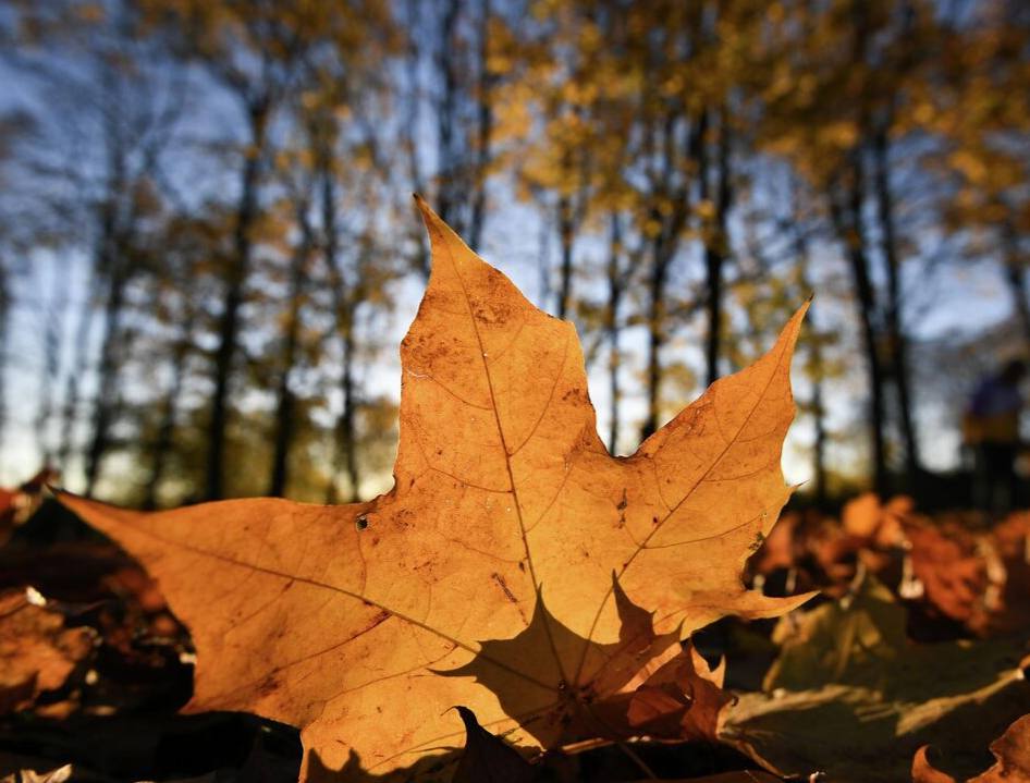Прокуратура Цхинвала предупредила об ответственности за сжигание опавшей листвы