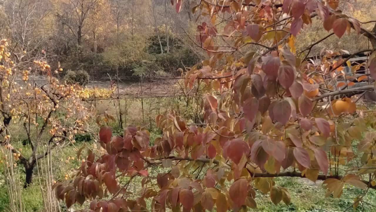 Фззг. Осень в Южной Осетии глазами @SputnikOssetia