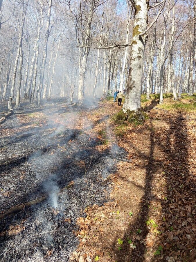 Эколог: редкие растения и мелкие животные гибнут в пожарах в Дзауском районе
