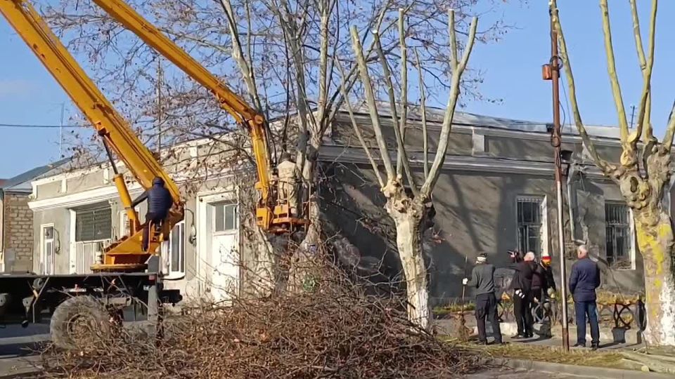 В Южной Осетии проводится санитарная обрезка деревьев