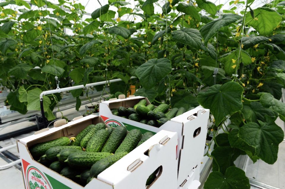 Североосетинские фермеры до конца года получат поддержку на 140 миллионов рублей